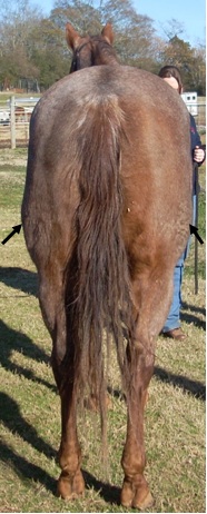Photo of backview of horse. Black arrows point to muscling over the stifle.